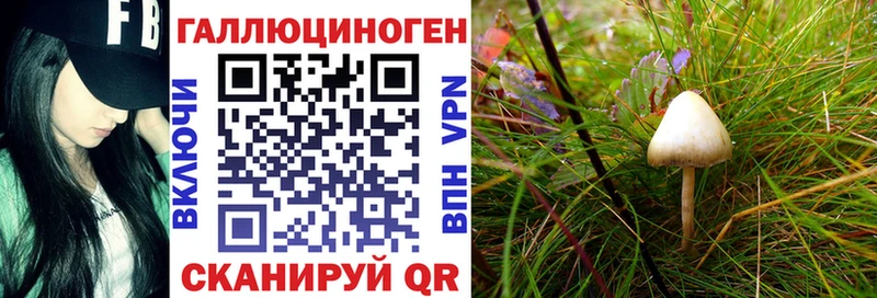 дарнет шоп  Химки  Галлюциногенные грибы Cubensis 